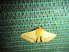 Stenoglene rosea