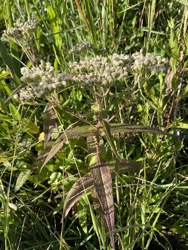 Eupatorium perfoliatum
