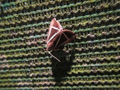 Chalciope delta