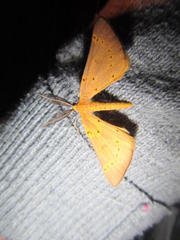 Nassinia aurantiaca