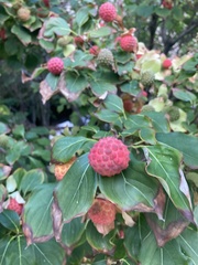 Magnoliopsida