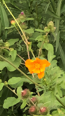 Cosmos sulphureus