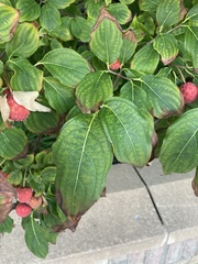 Magnoliopsida