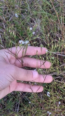 Symphyotrichum depauperatum