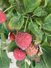 Magnoliopsida