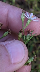 Symphyotrichum depauperatum