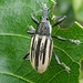 Diaprepes Root Weevil - Photo no rights reserved