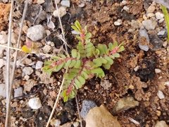 Euphorbia indivisa