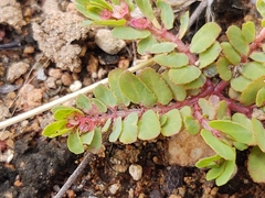 Euphorbia indivisa