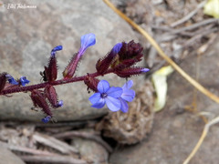 Plumbago caerulea