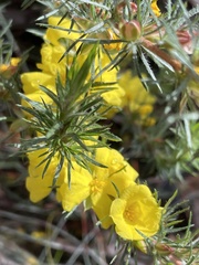 Hibbertia fasciculata