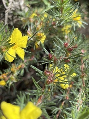 Hibbertia fasciculata