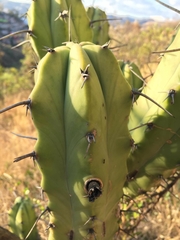 Myrtillocactus geometrizans