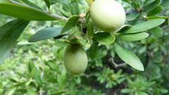 Diospyros lycioides lycioides