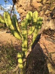 Myrtillocactus geometrizans