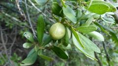 Diospyros lycioides lycioides