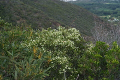 Denhamia fournieri