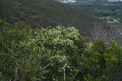Denhamia fournieri