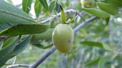 Diospyros lycioides lycioides