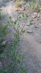 Diospyros lycioides lycioides