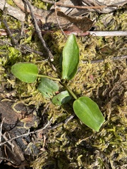 Ornduffia reniformis