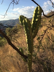 Myrtillocactus geometrizans