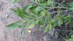 Diospyros lycioides lycioides