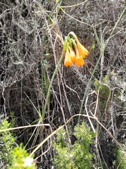 Stenomesson aurantiacum