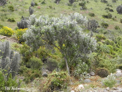 Spinoliva ilicifolia