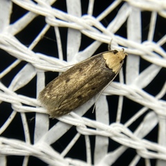 Mimobrachyoma maculifera