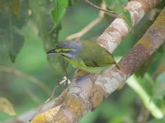 Vireolanius leucotis