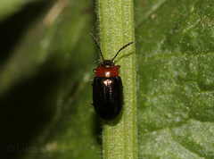 Microtheca semilaevis