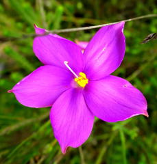 Chironia melampyrifolia