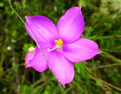 Chironia melampyrifolia