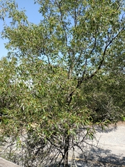 Quercus canbyi