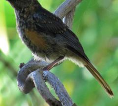 Cossypha natalensis natalensis