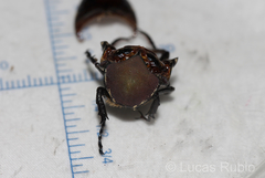 Allorrhina cornifrons