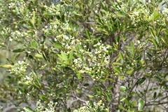 Denhamia fournieri