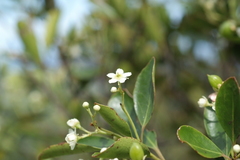Denhamia fournieri