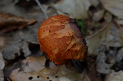 Cortinarius cinnabarinus