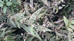 Lepidaploa canescens