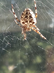 Araneus diadematus