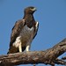 Martial Eagle - Photo (c) Luis Pérez Berrocal, some rights reserved (CC BY-NC), uploaded by Luis Pérez Berrocal
