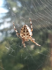 Araneus diadematus
