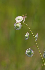 Thysanocarpus radians