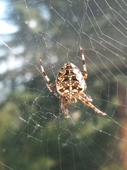 Araneus diadematus