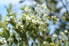Denhamia fournieri