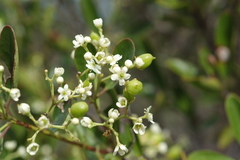 Denhamia fournieri