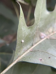 Zopheroteras hubbardi