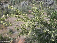 Retanilla